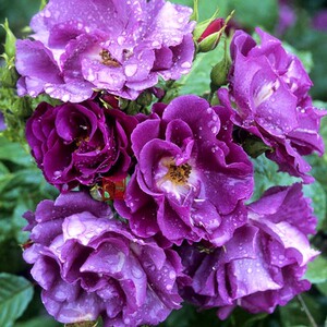 欧月 蓝色狂想曲 蓝色梦想 灌木丰花月季 特勤花的品种 非常漂亮