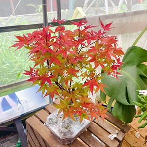 小红枫盆栽 盆景木本植物 四季常绿好养 阳台花园盆栽植物