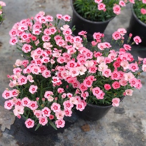 蜜桃派石竹盆栽 初吻石竹 观花花卉桌面室内盆栽好养花 四季开花