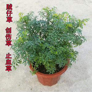 贼仔草中药村芸香草防蛇植物紫珠草创伤草散瘀止血草香茅筋骨草