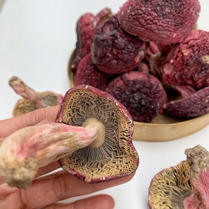 2021云南思茅野生红蘑菇食用农产品大红菌红菇干货煲汤产后月子菇