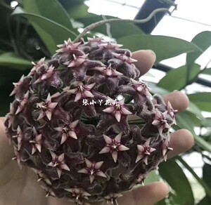 黑龙球兰  垂吊攀援花卉 球兰花盆栽绿植四季常青