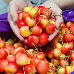 现货美国芝华士黄金车厘子进口雷尼尔黄樱桃金车孕妇水果顺丰包邮