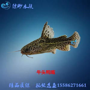 牛头鸭嘴坦克鸭嘴白金虎皮鸭嘴老鹰鸭嘴莲花鸭嘴鱼龙鱼配鱼