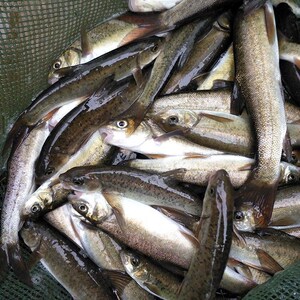 雅鱼苗裂腹鱼细鳞鱼鱼苗冷水鱼淡水养殖食用 冷水鱼雅鱼苗活体
