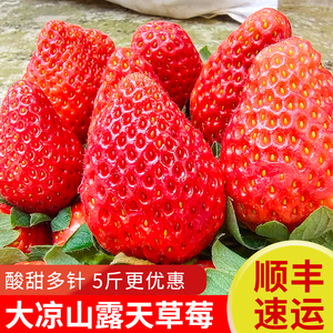大凉山冬现摘现发新鲜孕妇水果巧克力奶油大草莓非丹东99顺丰包邮