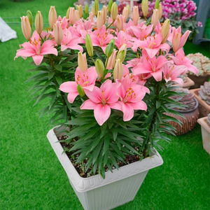 进口香水百合花盆栽种球花卉客厅春季观花趣味多年生球根植物包邮