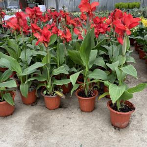 美人蕉盆栽花卉庭院窗台花苗观花植物多年生花镜耐热耐寒趣味红花