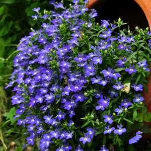 进口六倍利盆栽花苗半边莲耐寒植物带花好养易爆盆庭院阳台花期长