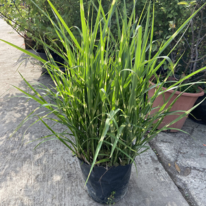 花叶芒草园林景观植物植物种植芒斑花镜盆栽宿根细叶花园别墅叶芒