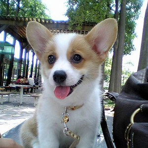 柯基幼犬纯种巴哥宠物狗狗活幼体活物真狗小型幼犬法斗柴犬秋田犬