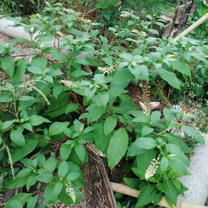 野生白根商陆苗 商陆根 山萝卜见肿消 章柳根 中药材现挖500克