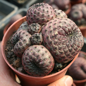 紫丽丸青蛙王子多肉植物仙人球群生开群花绿植青州小仙肉花卉盆栽