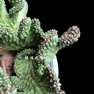 多肉 园艺 绿植 盆栽 大戟科 孔雀丸缀化 防辐射 一物一拍