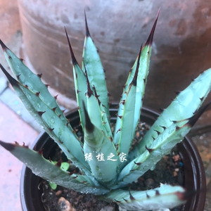 多肉园艺绿植盆栽 龙舌兰 八荒殿(原始种)阳台植物 一物一拍