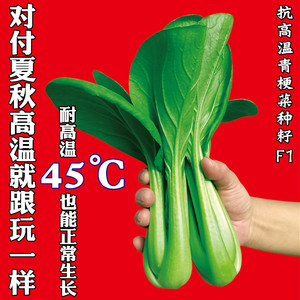 抗高温青梗菜种子快菜青菜种籽甜脆好吃夏季南方耐雨抗病蔬菜种子