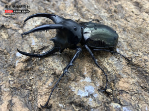 南洋大兜虫婆罗洲cm种(甲虫,锹甲,兜虫,锹形虫)