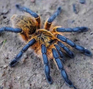 000人付款淘宝南非蓝腿巴布hp2-12厘米宠物蜘蛛活体捕鸟蛛漂亮金属色