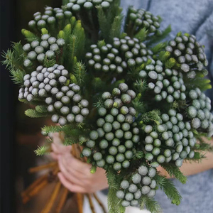 南非珊瑚果鲜花布鲁纳干花婚礼客厅花水养鲜切花做干花疫情后发货