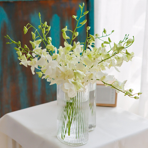 洋兰白色鲜花千代兰万代兰顺丰上海插花婚庆装饰水养鲜切花情人节