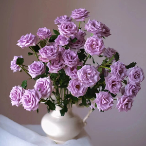 昆明多头玫瑰紫色系列鲜花水养插花基地直发鲜切花真花贝琳达蓝莓