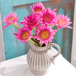 睡莲玫红色鲜花直批鲜切花蓝莲花上海观赏装饰花供佛花水养情人节