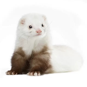 安格鲁雪貂小水獭宠物活物活体水貂花貂幼崽安德鲁安哥鲁活0人付款