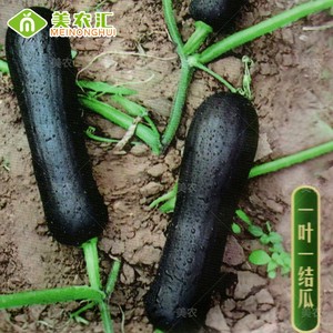 美农汇七叶早南瓜种子早熟黑长南瓜产量高老品种吊瓜种籽蔬菜种子