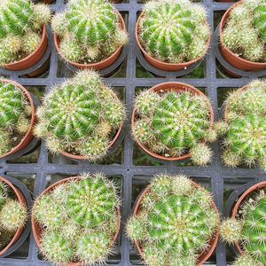 玻璃球仙人球盆栽带侧芽开花植物稀有大颗肉肉花卉特价仙人掌