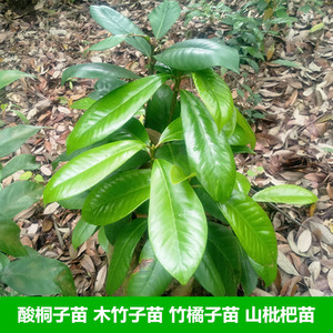 木竹子黄牙果苗