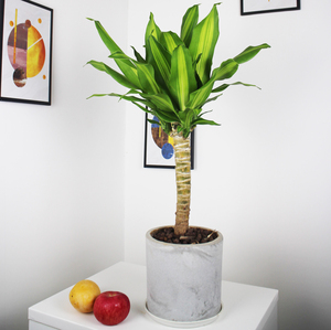 金心也门铁幸运木盆栽单独杆金边巴西铁老桩美人室内大型客厅植物