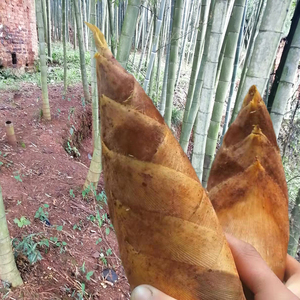野生冬笋2.5kg新鲜现挖食用农产品楠竹笋湖南春笋去老根保鲜发货