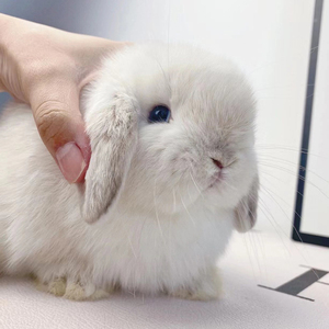 纯种进口血统荷兰宠物兔子活物垂耳兔活体迷你猫猫兔子侏儒兔包活