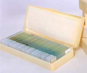 运动神经元装片