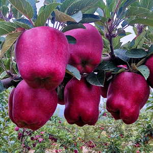 甘肃天水花牛苹果10斤装新鲜水果宝宝刮泥婴儿粉面大果一级冰糖心