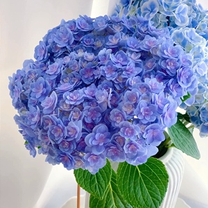 绣球鲜花a级安娜大海蓝重瓣莫奈云上俏室内水养瓶插云南基地直发