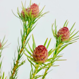 澳洲郁金香果鲜切花果实小众花材花期超长好养观赏室内水养瓶插花