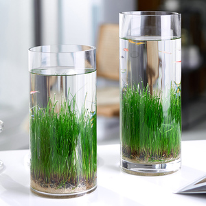 生态瓶玻璃插花瓶透明直筒大号水培种子植物水草缸鱼缸微景观diy