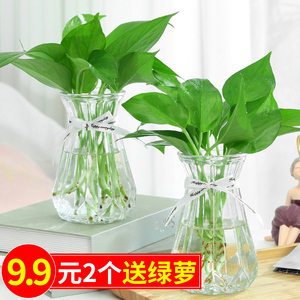 3个9.9元 加厚玻璃花瓶透明北欧ins风创意水培植物绿萝水养插花器