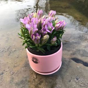 龙胆花鲜花盆栽粉色蓝色进口海洋之星耐热耐寒花卉带花苞发货