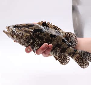 【虎斑鱼鲜活】虎斑鱼鲜活品牌,价格 - 阿里巴巴