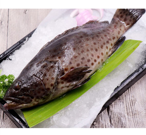 鲜活石斑鱼青斑 新鲜活体黄丁斑 海鱼刺身生鱼片 水产海鲜活鱼