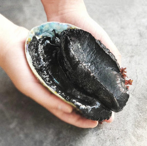 鲜活进口新西兰黑金鲍 高档海鲜超大鲍鱼 新鲜野生刺身500g活生鲜