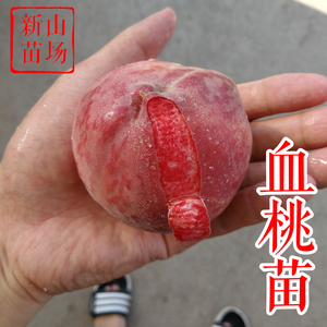 【血桃苗】红肉硬脆7月成熟中桃微酸义乌大红桃南方桃王桃子树苗