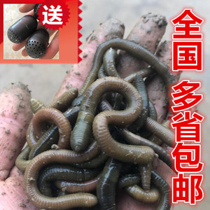 黑蚯蚓活体