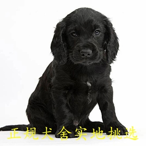 美国黑色可卡犬图片