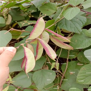 传统紫边眉豆种子紫扁豆苗籽四川百叶豆种子自家八月豆种子紫眉豆