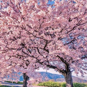 正宗日本樱花树苗樱花小苗南北方庭院地栽盆栽花树园林植物风景树