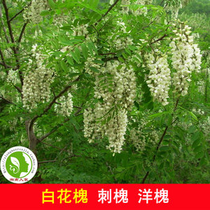 白花槐树苗香花槐刺槐洋槐苗行道绿化国槐树苗护房树优质蜜源植物
