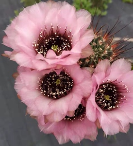 【黑喉丽花仙人球】黑喉丽花仙人球品牌,价格 - 阿里巴巴